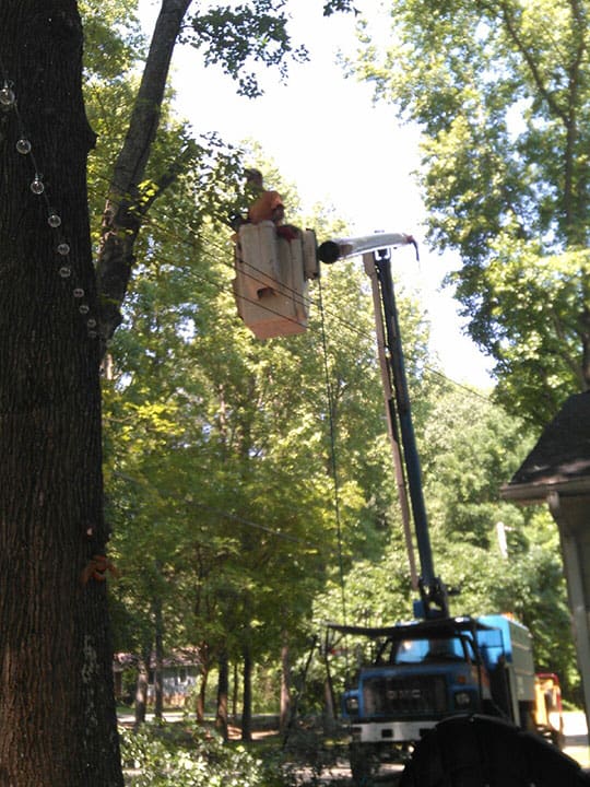 Carolina Tree Works Rock Hill SC Professional Tree Care