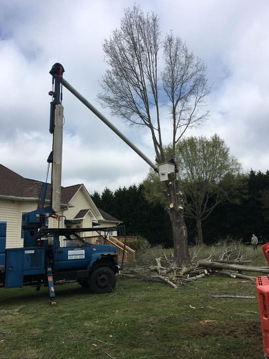 Carolina Tree Works Rock Hill SC Tree Removal